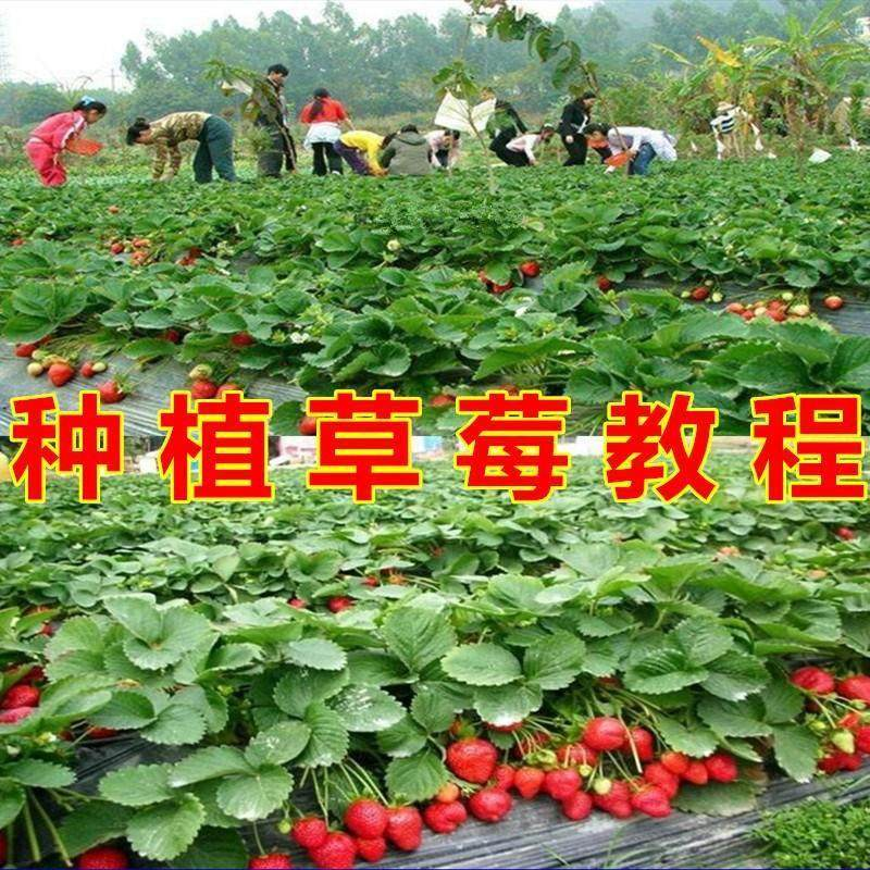 草莓种植技术全套视频教程大全科学培训方法经验大棚栽培教程资料-三合淘宝虚拟仓