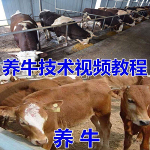 养牛养羊视频教程疾病防治挤奶牛场建设放牧饲养猪技术全套发育-三合淘宝虚拟仓