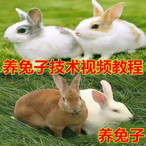 养兔子技术自学全套视频教程大全兔子养殖教程学畜牧养殖视频教程-三合淘宝虚拟仓