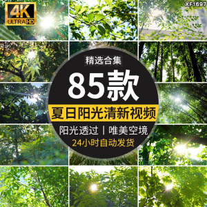 4K夏日阳光透过树叶森林空境升格大自然唯美清新绿叶实拍视频素材-三合淘宝虚拟仓